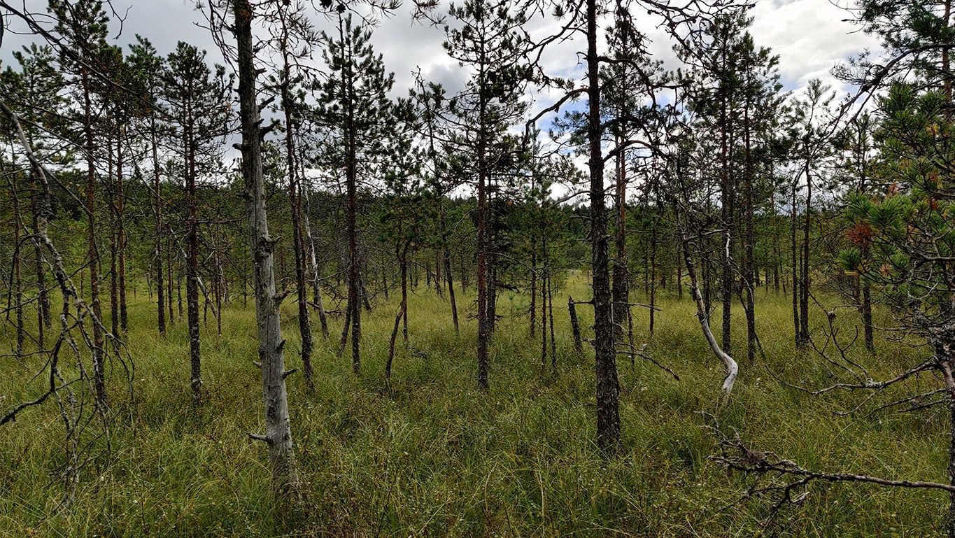 Thin, lively pines, maybe 3-4 meters tall, before the actual swamp begins.