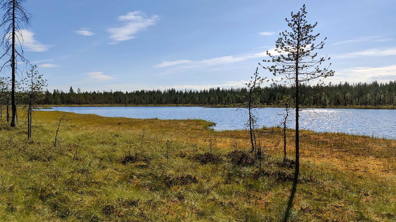A large pond, or a small lake, Könkäänlampi with the bordering moist vegetation from the long side.