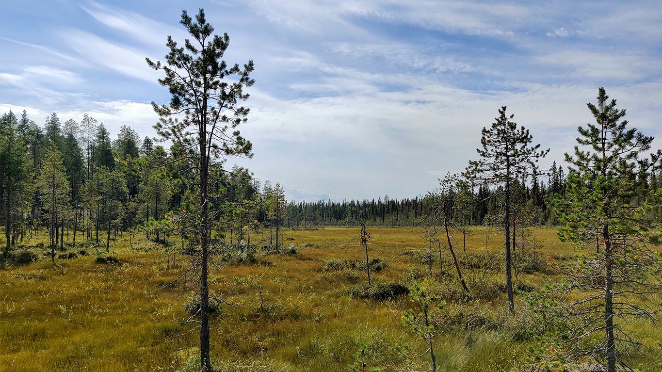 Medium sized marsh open, with occasional man-sized pines, and thick and moist low undergrowth.