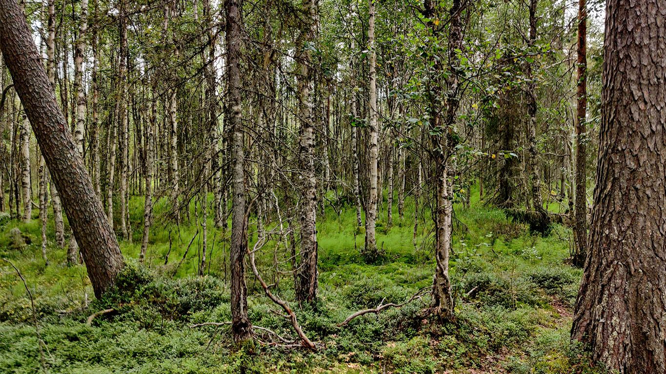 Numerous think birches, a few large spruces, and a sea of wood horsetails.