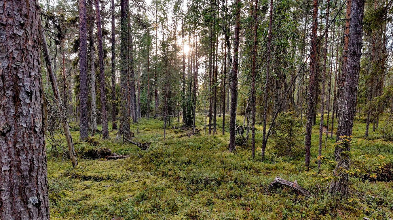 A forest typical to the area, sparse spruce and pine trees, with dense mat of green schrub forming the forest floor.