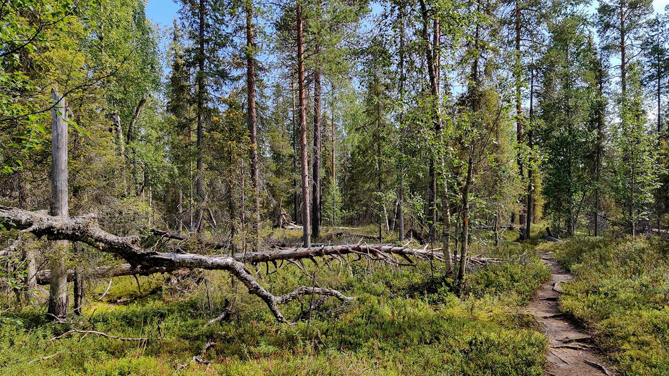Karhunkierros trail, from Hautajärvi to Taivalköngäs, day 1