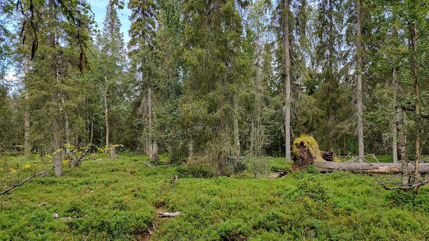Dense scrub undergrowth and spruce trees both standing as well as fallen, with the trunks laying on the forest bed.