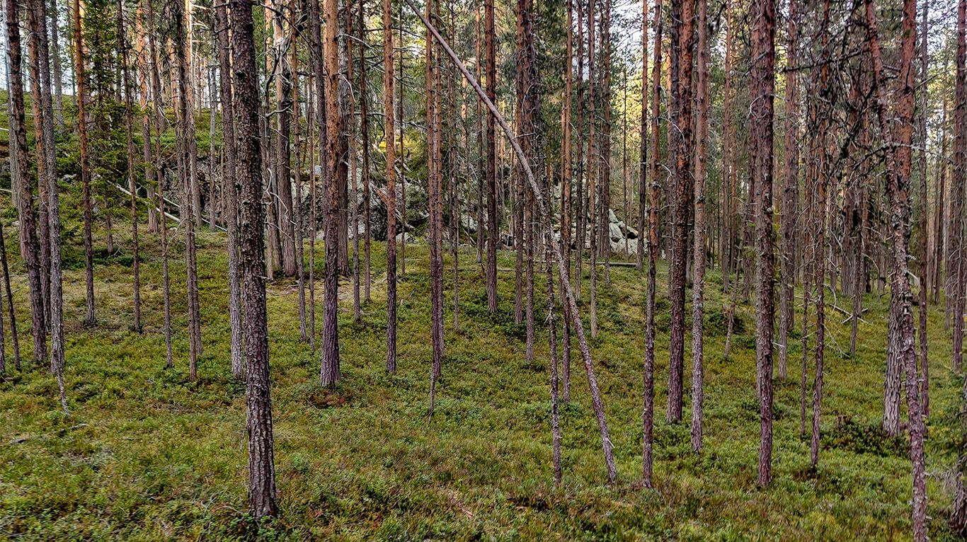 A relatively dense heath forest with numerous thin pines.