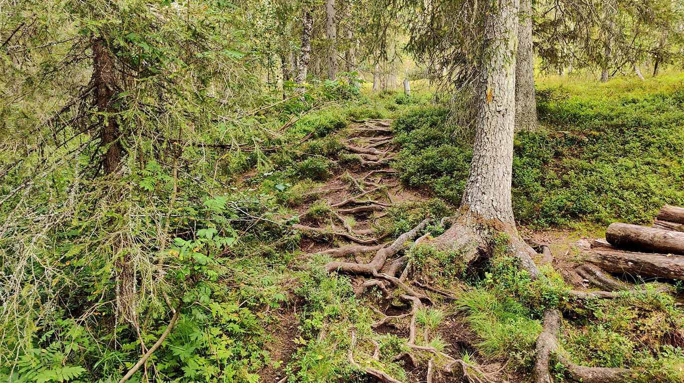 Forest path with lots of spruce roots on the surface, requiring that each step is taken consciously.