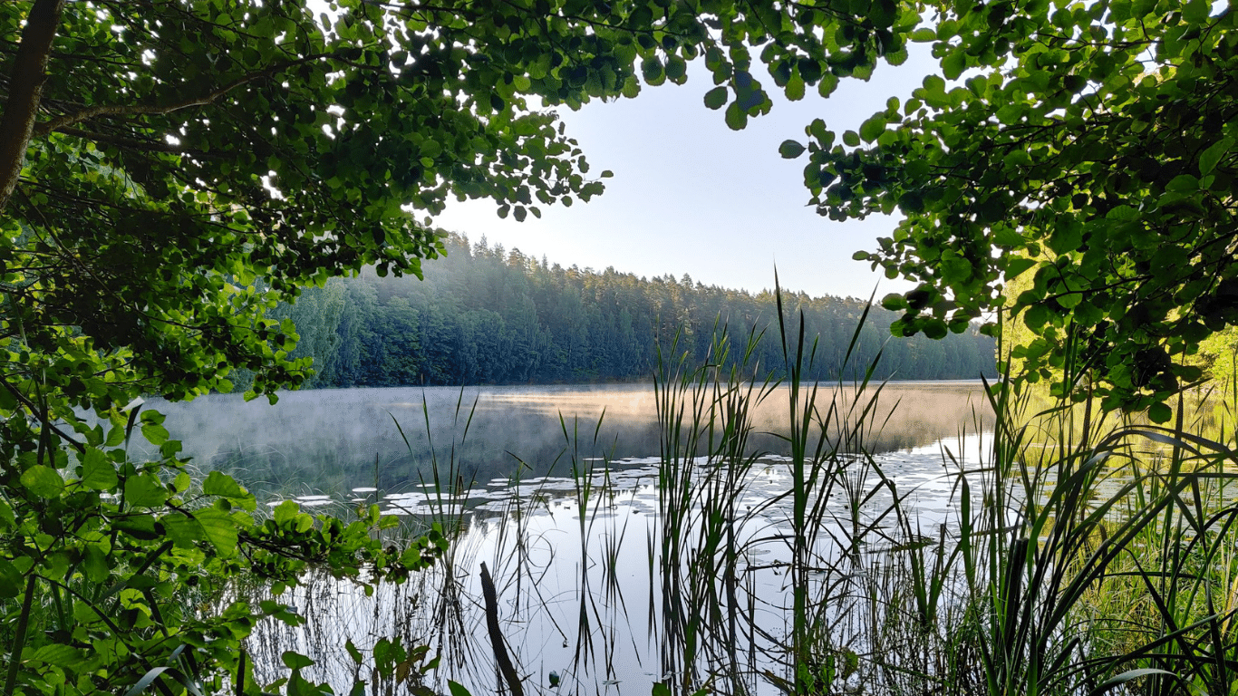 Weekend morning mist sliding over calm forest lake surface on which sunlight is reflected.